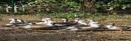 Ducks poultry for sale: Miniature silver Appleyard trio - Advert 3