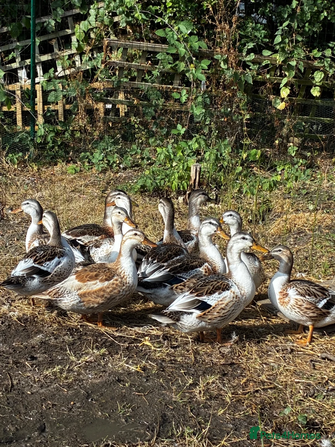 Ducks poultry for sale: Miniature silver Appleyard trio - Advert 3