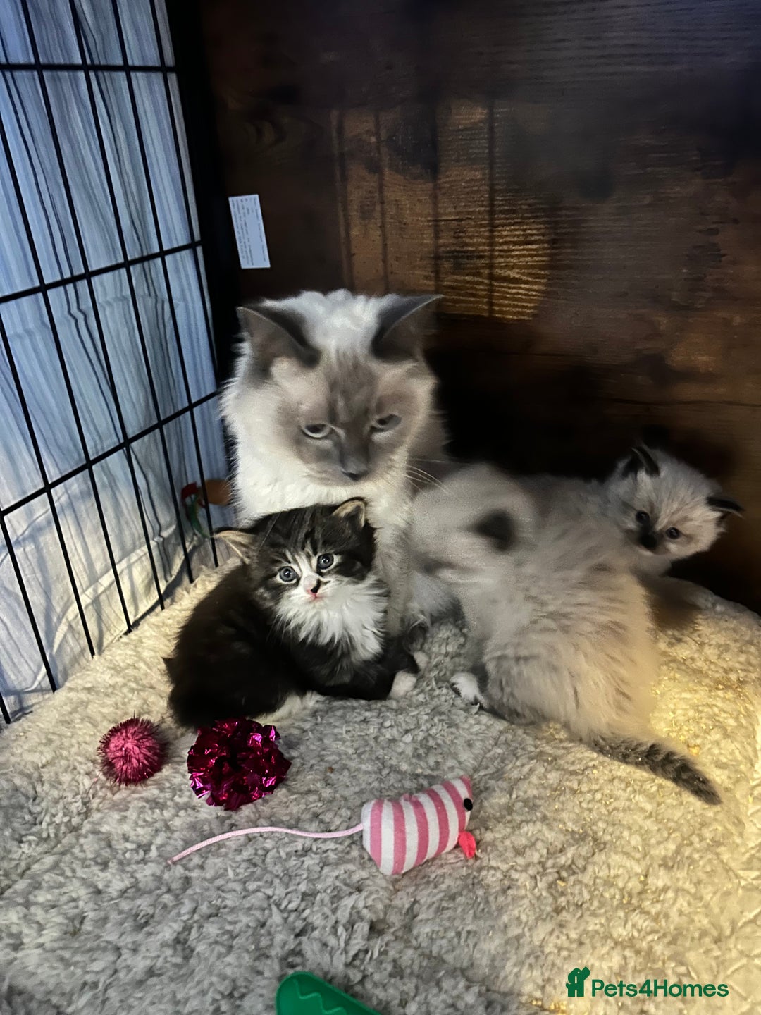 Mixed Breed cats for sale: Ragdoll x maincoon  - Advert 14