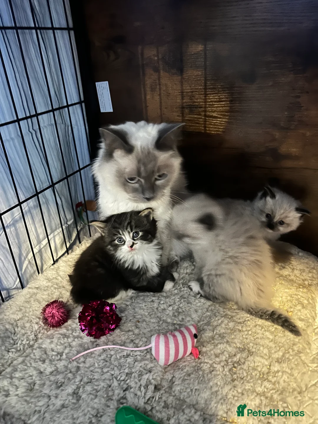 Mixed Breed cats for sale: Ragdoll x maincoon sold - Advert 14