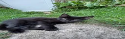 Domestic Shorthair cats for sale: 2 final kitties are waiting for their forever home - Advert 9