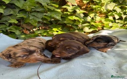 Miniature Dachshund dogs for sale: Beautiful Miniature Dachshunds Dapple Choc & cream - Image 1