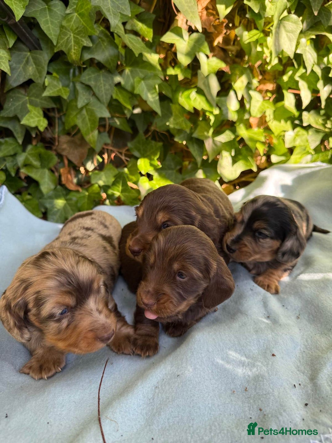 Miniature Dachshund dogs for sale: Beautiful Miniature Dachshunds Dapple Choc & cream - Image 1