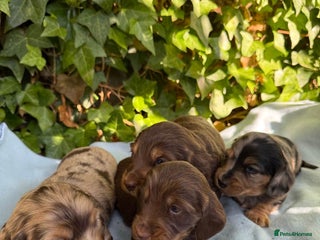 Miniature Dachshund dogs - Advert 3