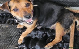 Jack Russell dogs for sale: Black and tan jack Russell puppies  - Image 1