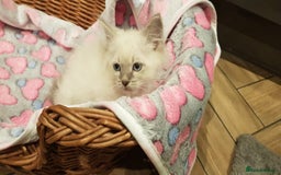 Siberian cats for sale: Hypoallergenic Siberian Neva Masquerade kitten - Image 3