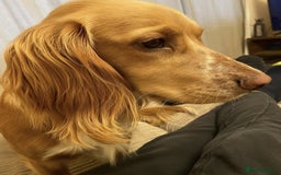 Sprocker dogs for sale: Sprockers For Sale  - Image 10