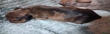Miniature Dachshund 3