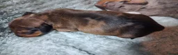 Miniature Dachshund dogs for sale: 3 beautifully marked dapple boys - Advert 2