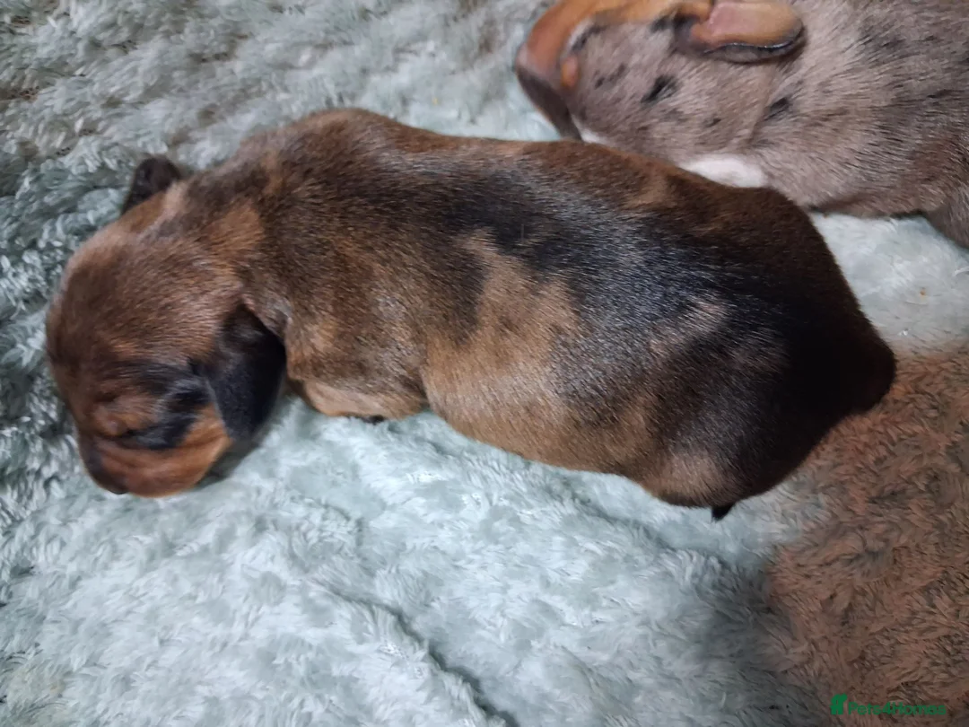 Miniature Dachshund dogs for sale: 3 beautifully marked dapple boys - Advert 2