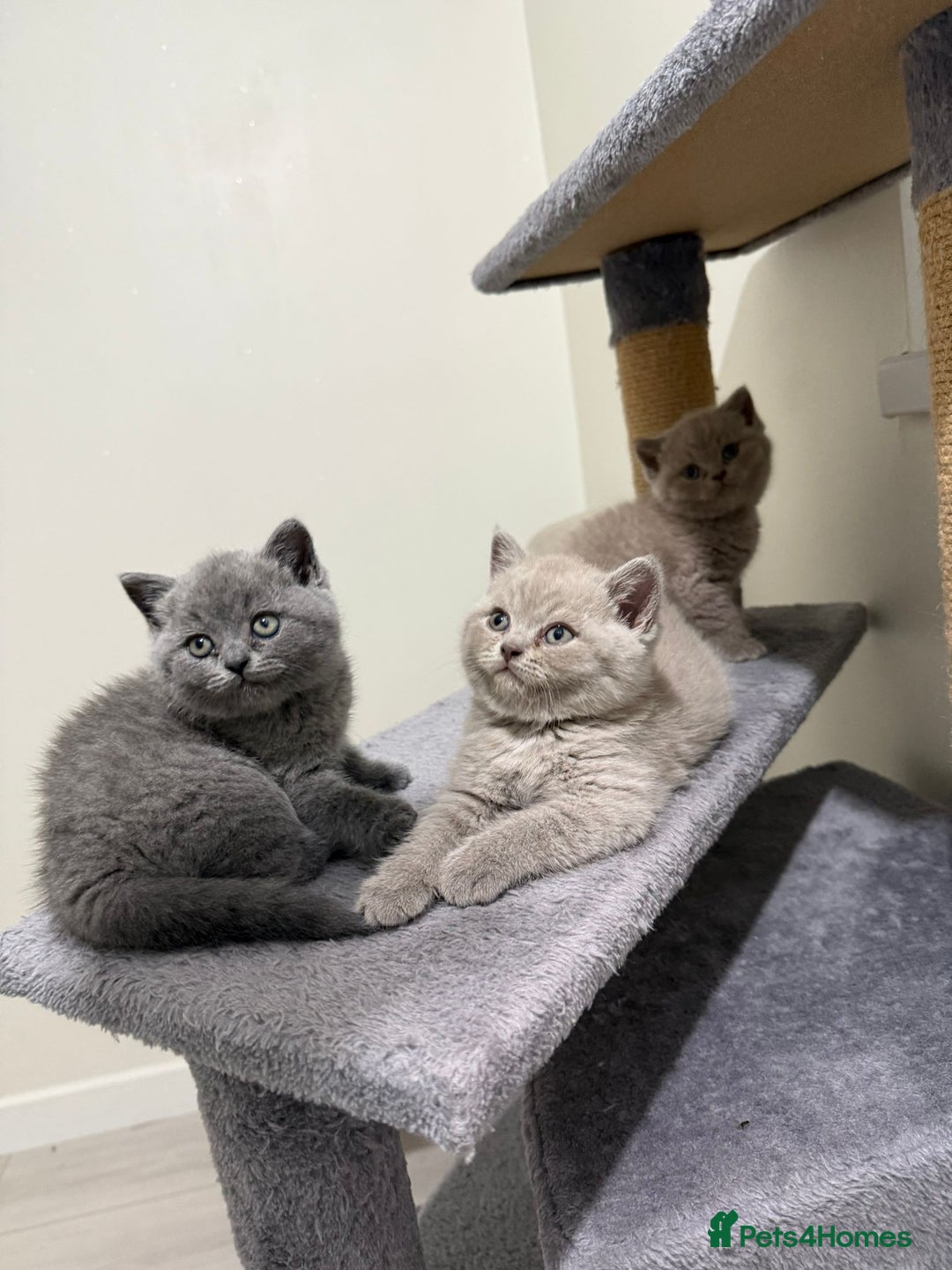 British Shorthair cats for sale: British shorthair kitten - Advert 2
