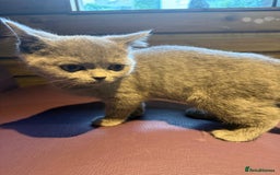 British Shorthair cats for sale: Beautiful British Shorthair in Bromley - Image 5