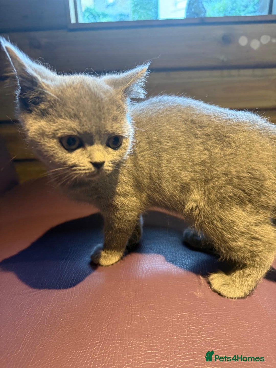 British Shorthair cats for sale: Beautiful British Shorthair in Bromley - Image 5