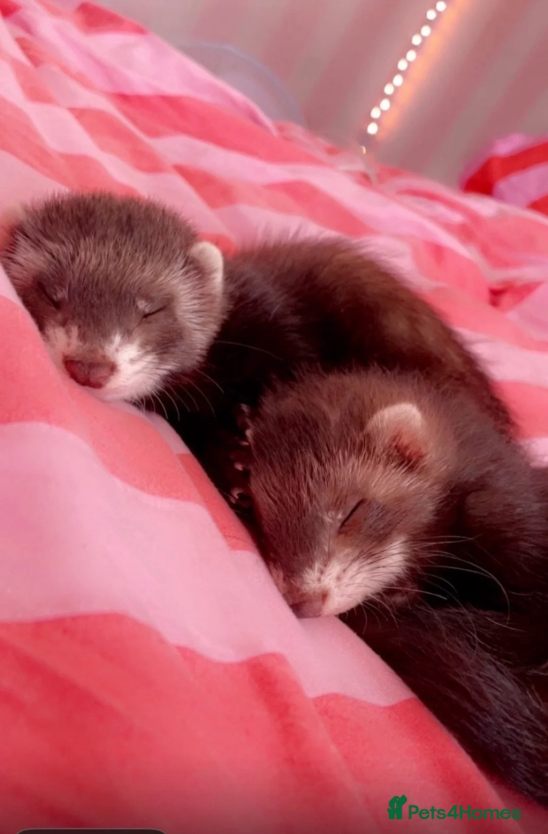Ferret rodents for sale: 2 female ferrets Narla and Moon for rehoming  - Advert 1