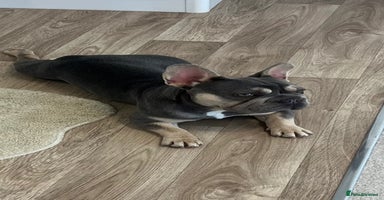 French Bulldog dogs - Advert 11
