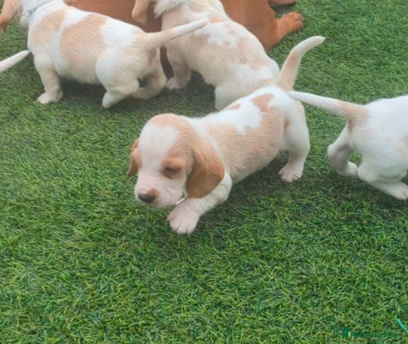 Basset Hound dogs Quality kc basset hound puppies  - Advert 10