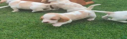 Basset Hound dogs for sale: Quality kc basset hound puppies  in Saint Austell - Advert 1