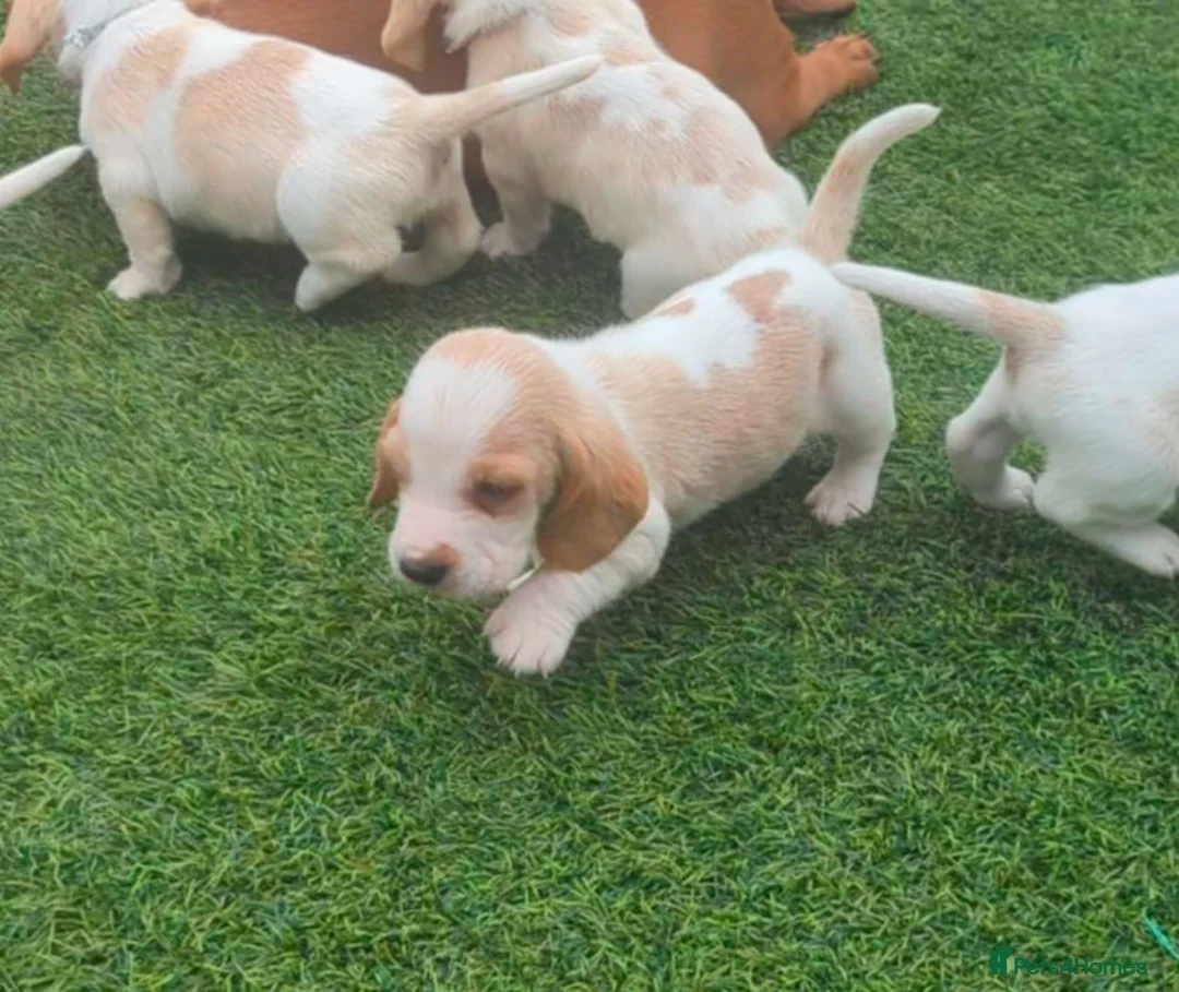 Basset Hound dogs for sale: Quality kc basset hound puppies  in Saint Austell - Advert 1