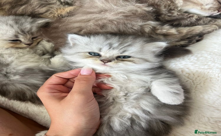 Persian cats - Advert 1