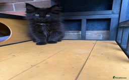 Maine Coon cats for sale:  maincoons  - Image 9