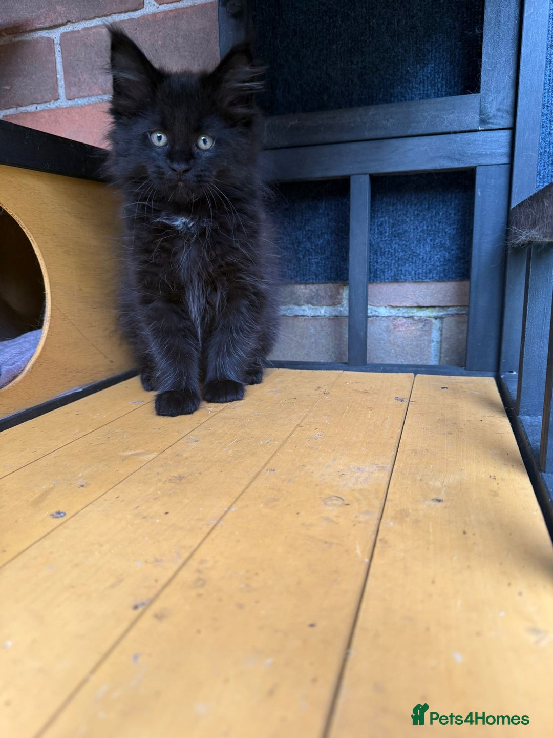 Maine Coon cats for sale:  maincoons  - Image 9