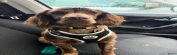 Cocker Spaniel dogs for sale: Rehoming Kobi - Advert 4