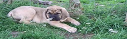 Mastiff dogs for sale: LAST BOY !! Mastiff puppies  - Advert 11