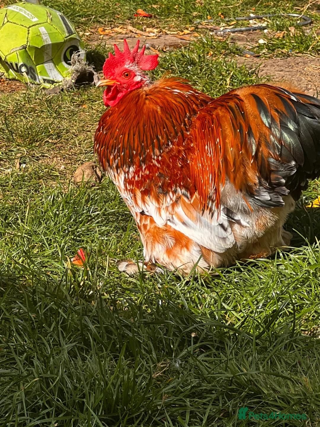Chickens poultry for sale: FREE: Pekin milifluer bantam cockerel  in Hornchurch - Advert 4
