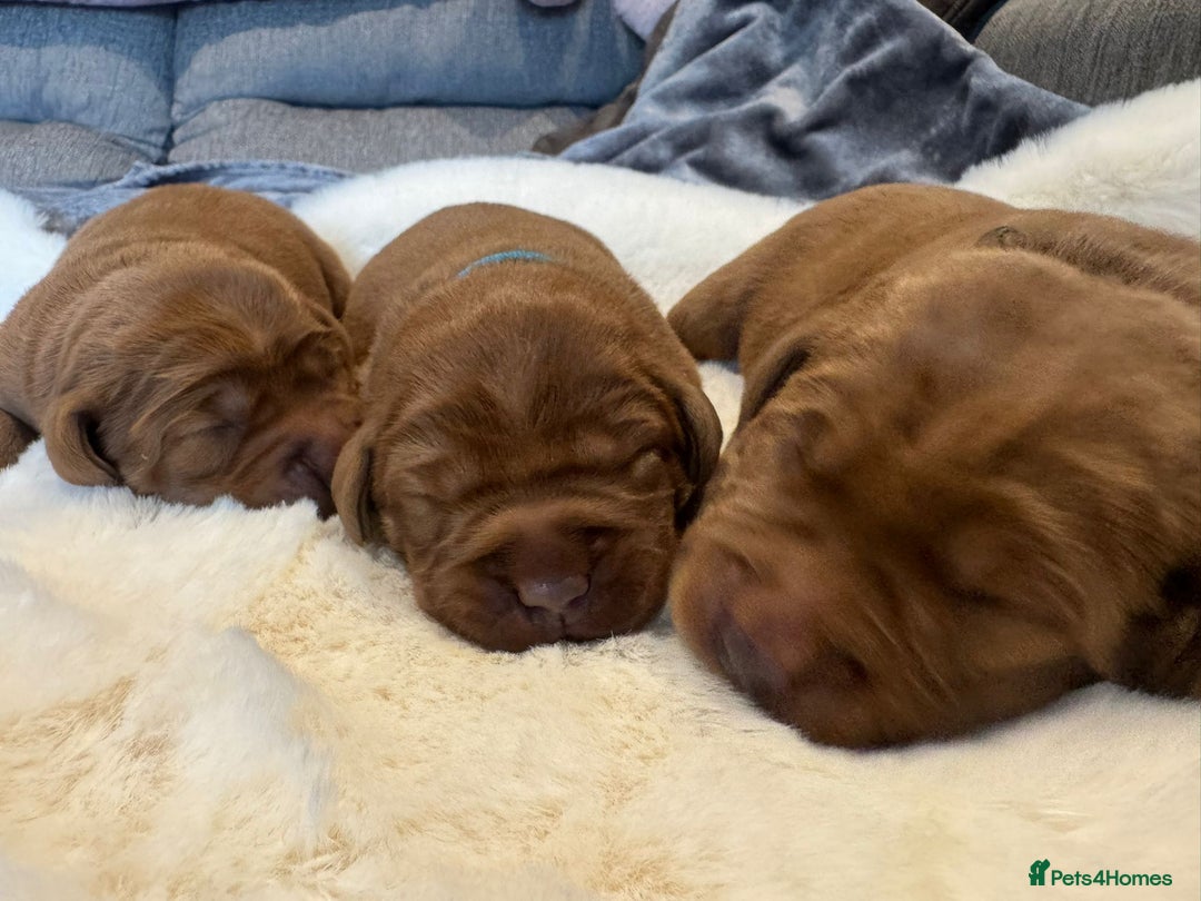Labrador Retriever dogs for sale: Fox red labradors - Image 7