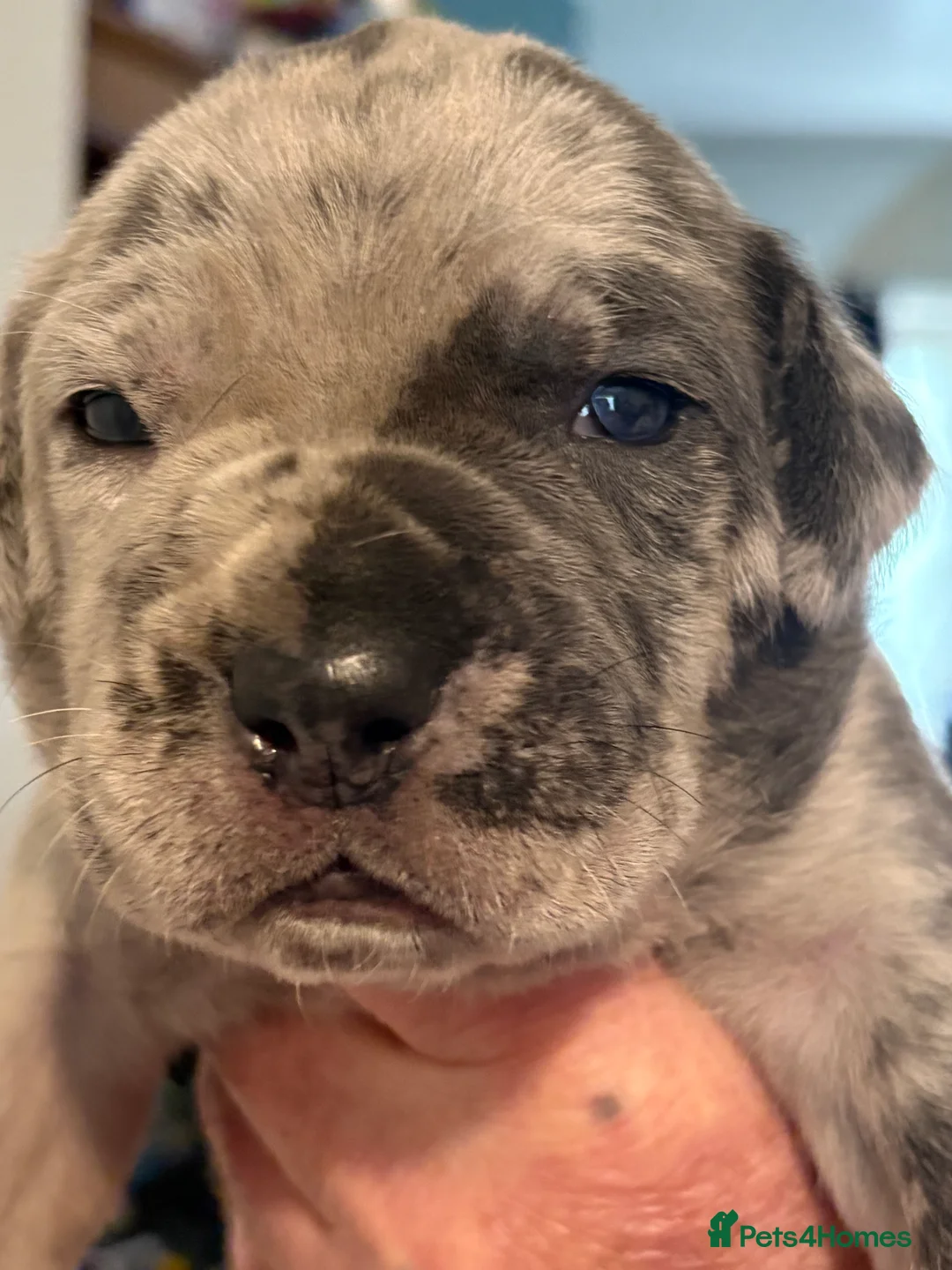 Cane Corso dogs for sale: 7 beautiful cane corso pups - Advert 18