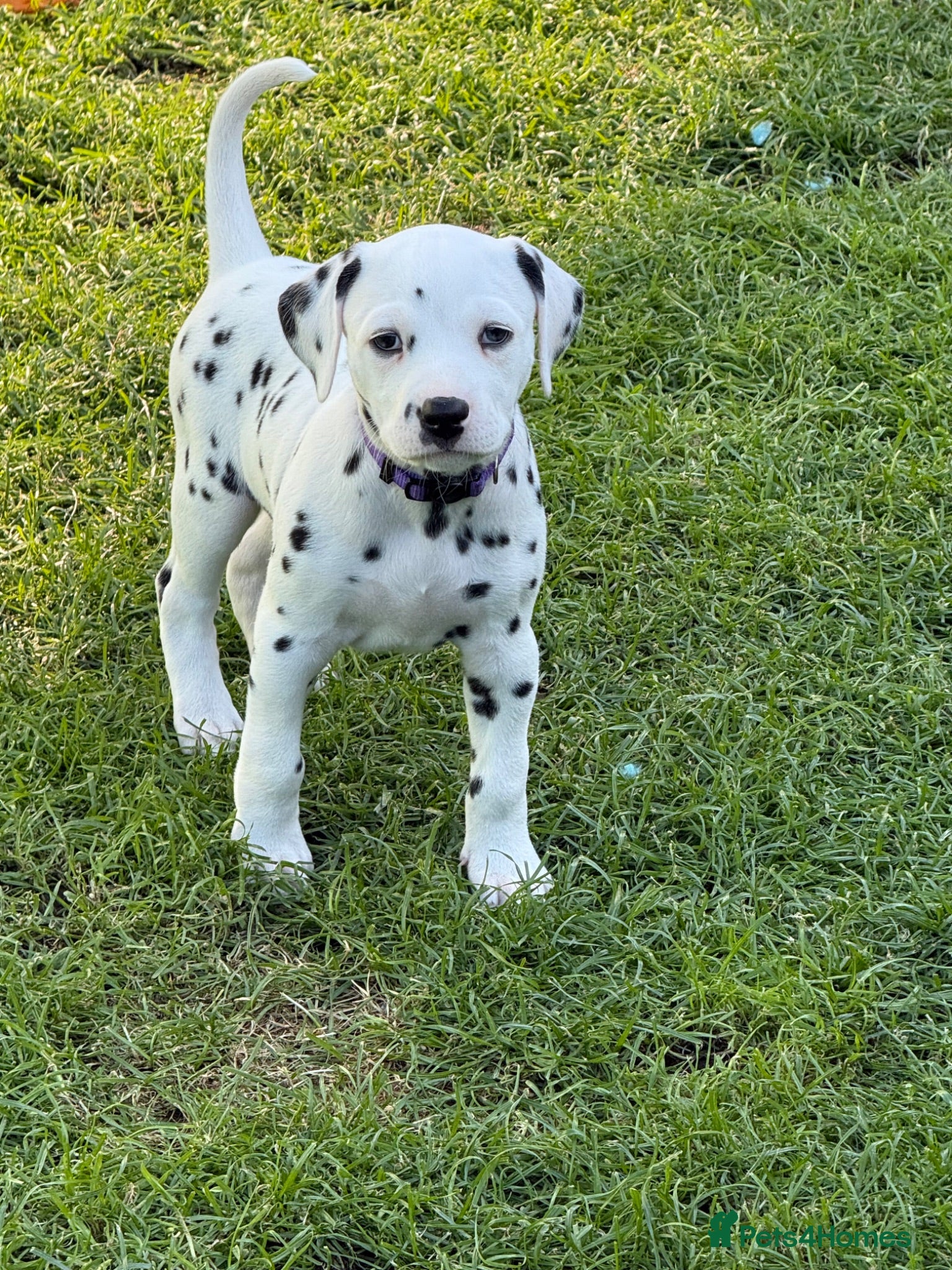 Dalmatian dogs 4 KC registered looking for their forever home - Advert 2