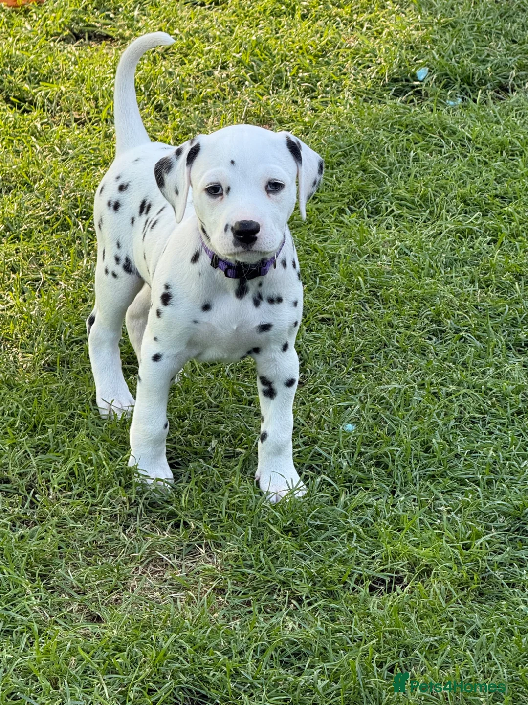 Dalmatian dogs for sale: 4 KC registered looking for their forever home in Livingston - Advert 2