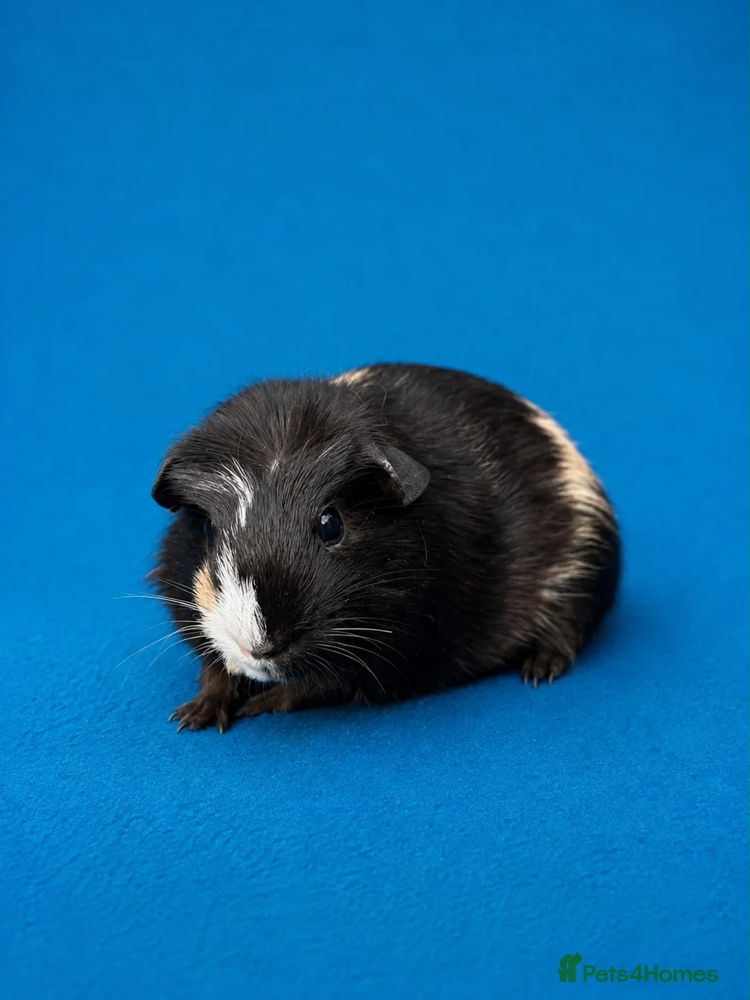 Guinea Pig rodents for sale: Beautiful Guinea Pig boars available  - Advert 1
