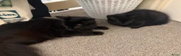 Mixed Breed cats for sale: Cats for sale  - Advert 1