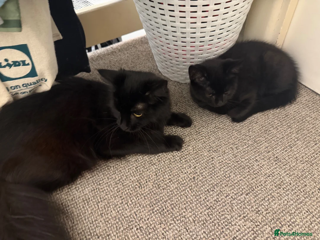 Mixed Breed cats for sale: Cats for sale  - Advert 1