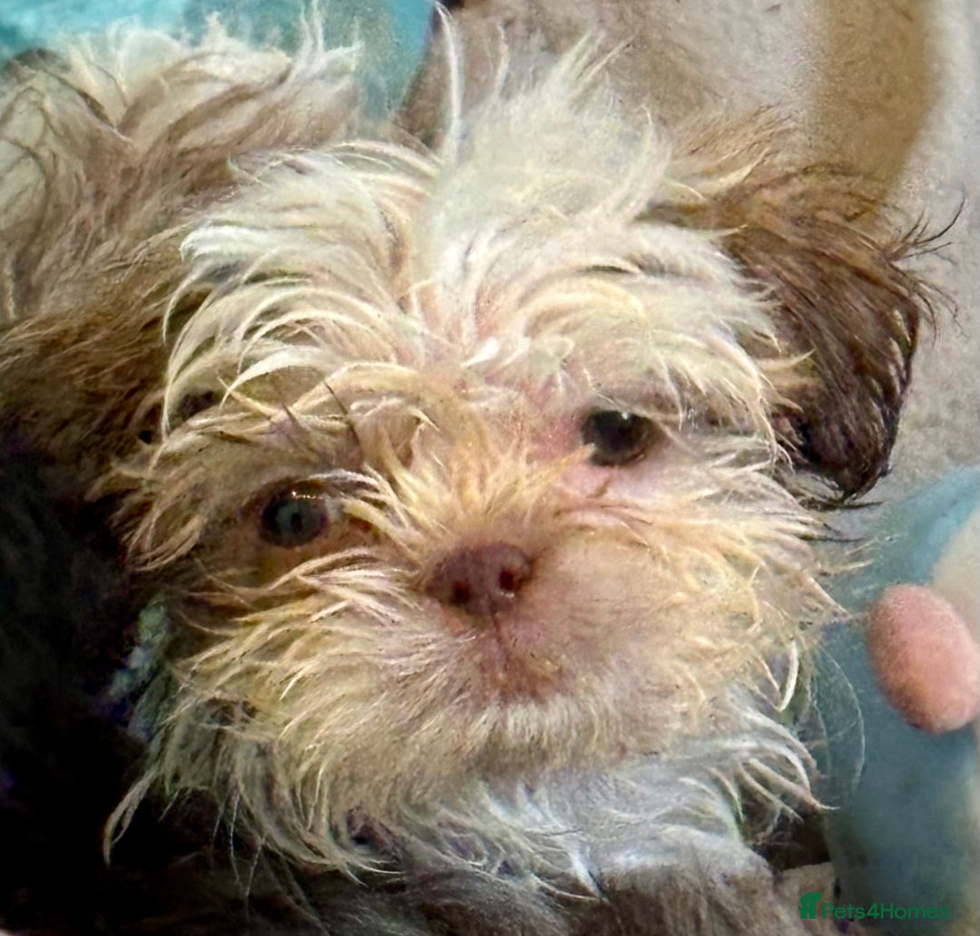 Shih Tzu dogs for sale: Three gorgeous shihtzu puppies  - Image 8