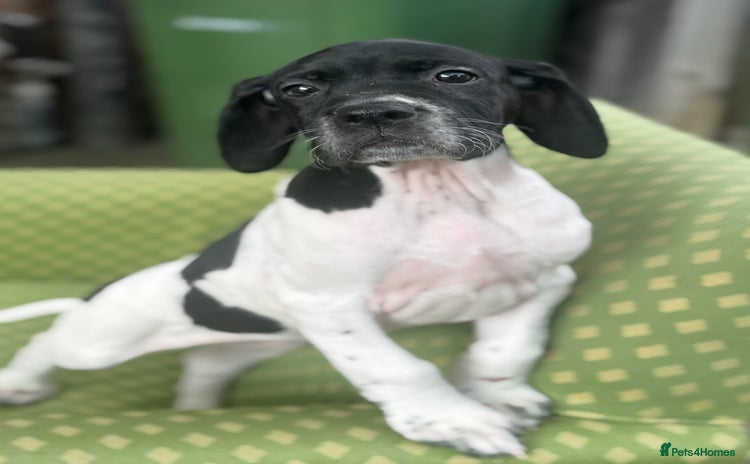 Pointer dogs - Advert 2
