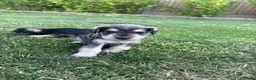 Miniature Schnauzer dogs for sale: Stunning litter of miniature schnauzers 🐶  in Sheerness - Advert 9