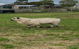 Sheep livestock for sale: Valais cross Kerry hill ram lamb  - Image 3
