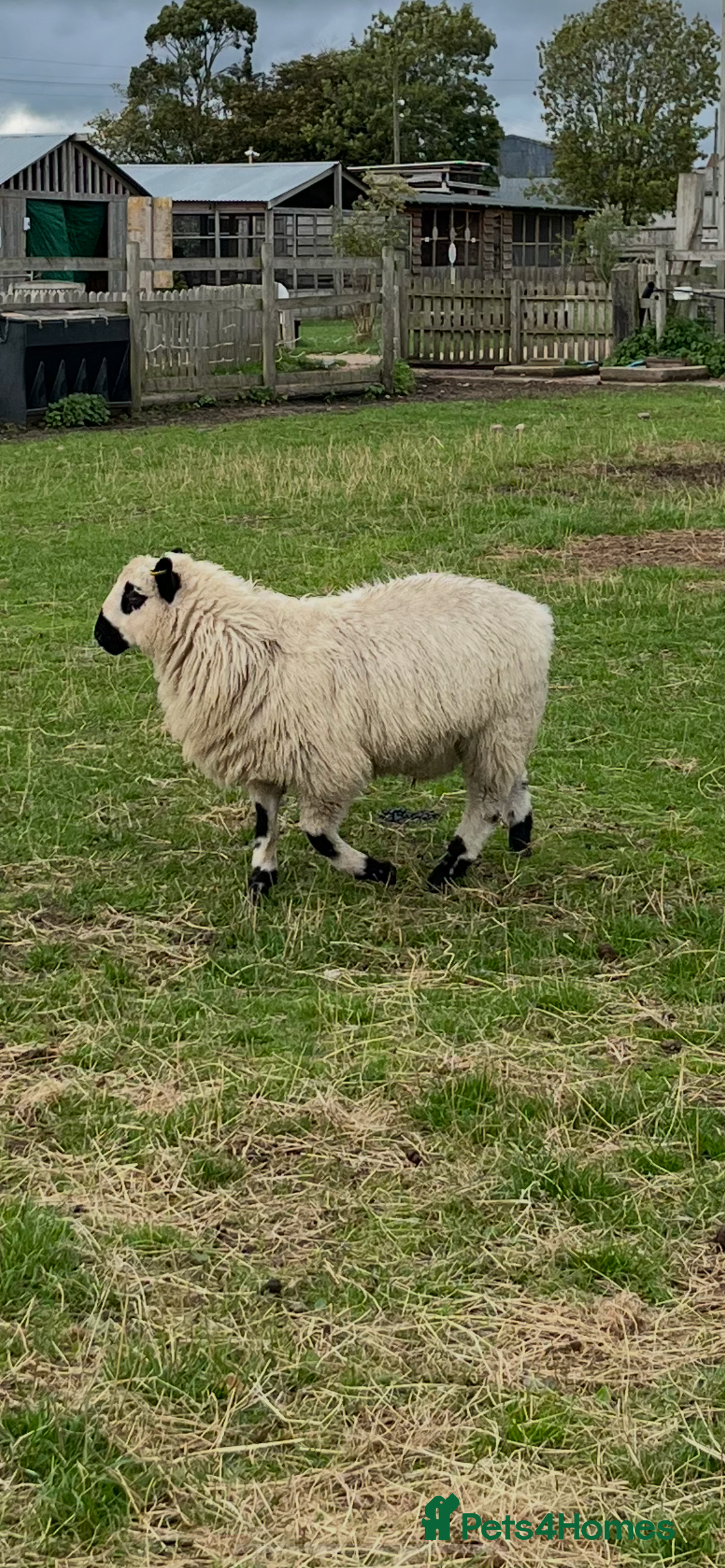 Sheep livestock for sale: Valais cross Kerry hill ram lamb  - Image 3