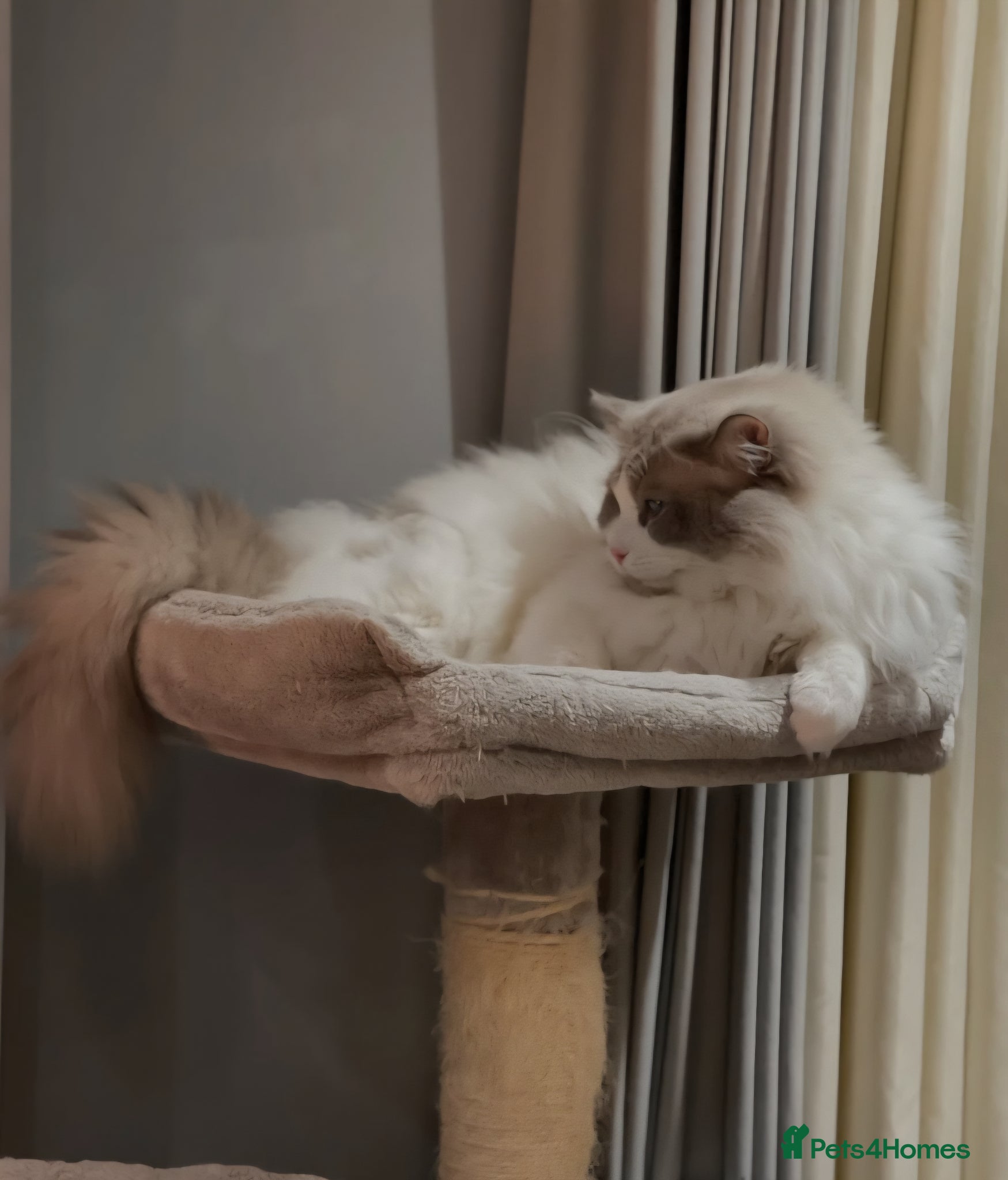 Ragdoll cats for sale: Exquisite pure ragdoll kittens  - Advert 3