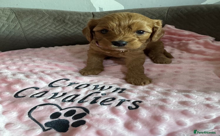 Cavapoo dogs - Advert 5