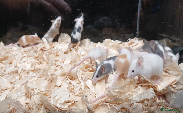 Mouse rodents - Advert 4