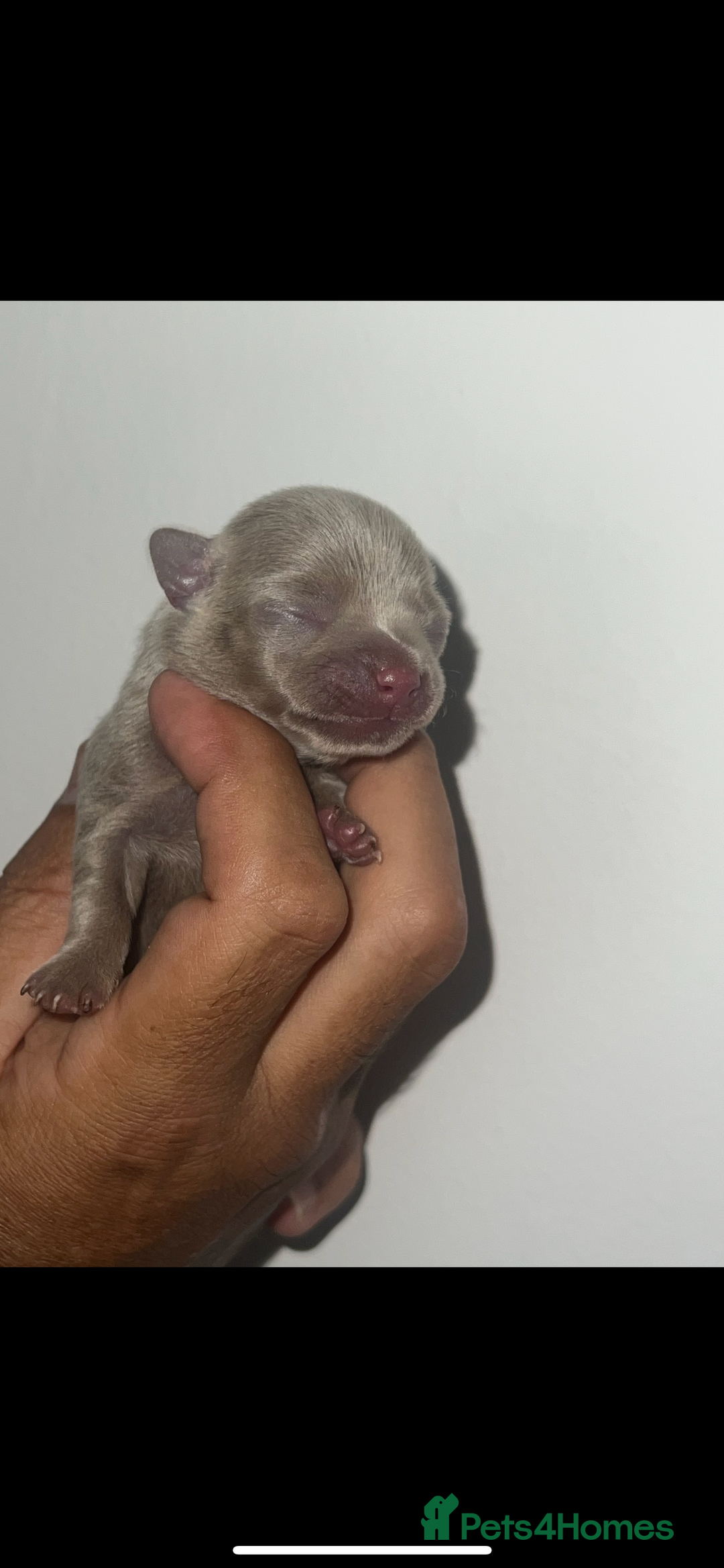 Chihuahua dogs for sale: Chihuahua puppy’s blue and lilicas  - Image 7