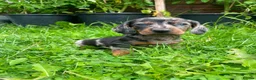 Miniature Dachshund dogs for sale: 🐾 Beautiful Miniature Dachshund Puppies 🐾 - Advert 4