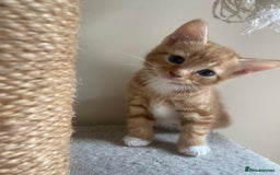 Mixed Breed cats for sale: Stunningly Gorgeous ginger kittens - Image 6