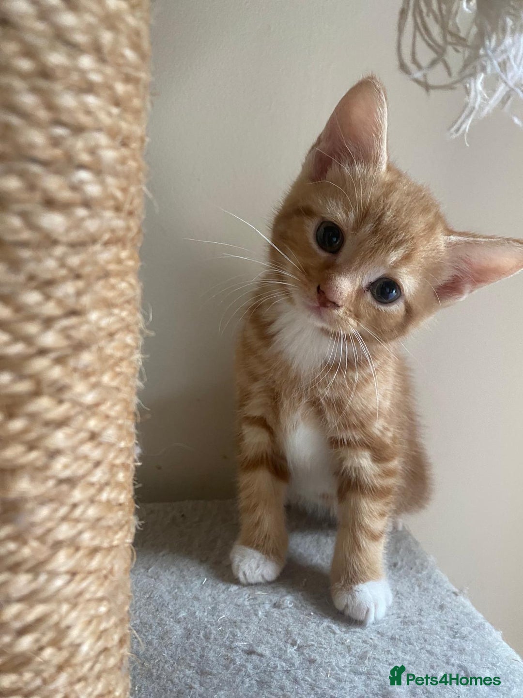 Mixed Breed cats for sale: Stunningly Gorgeous ginger kittens - Image 6