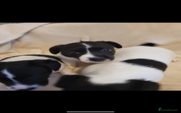 Jack Russell dogs for sale: 3 beautiful pups  - Image 3