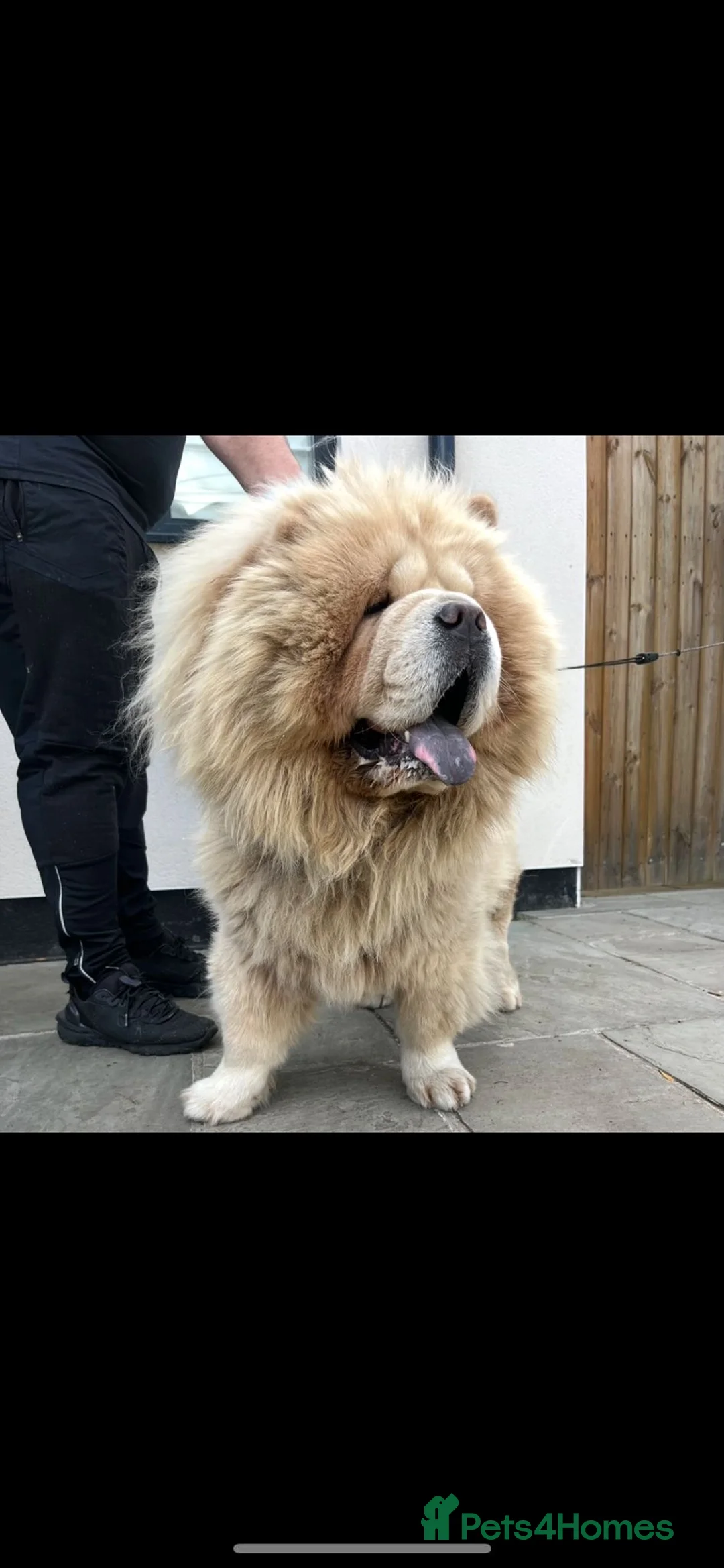 Chow Chow dogs for sale: 4 gorgeous chow chow’s - Advert 8
