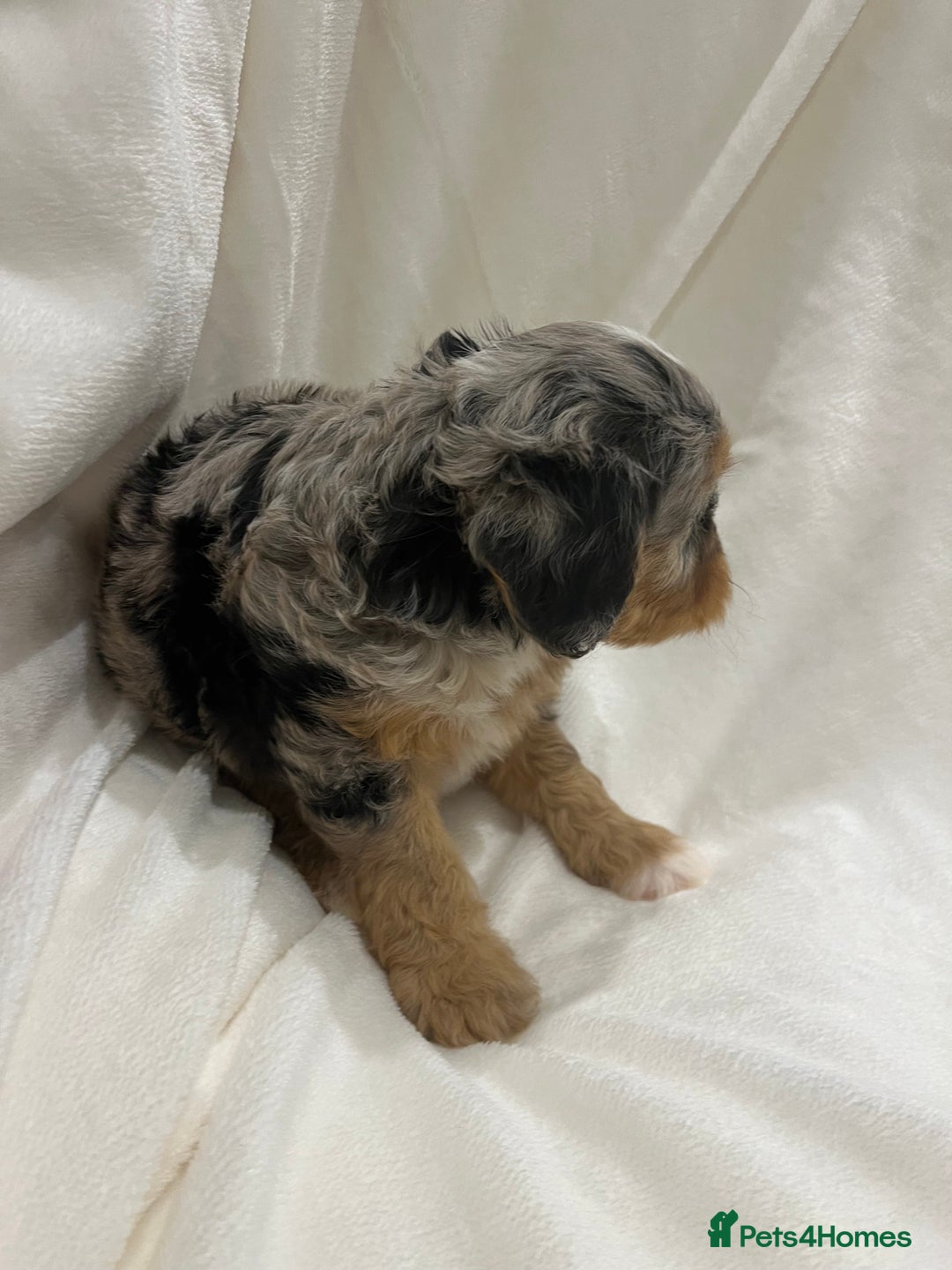 Cavapoo dogs for sale: Rare extensively health tested chocolate cavapoos - Advert 3
